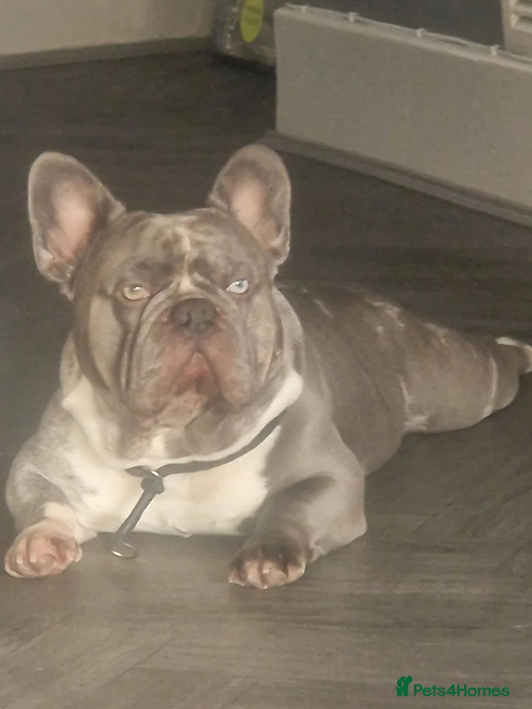 French Bulldog dogs for stud: LILAC MERLE STUD in Wednesbury - Advert 2
