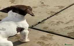 German Shorthaired Pointer dogs for sale: Working GSP puppy’s  - Image 14