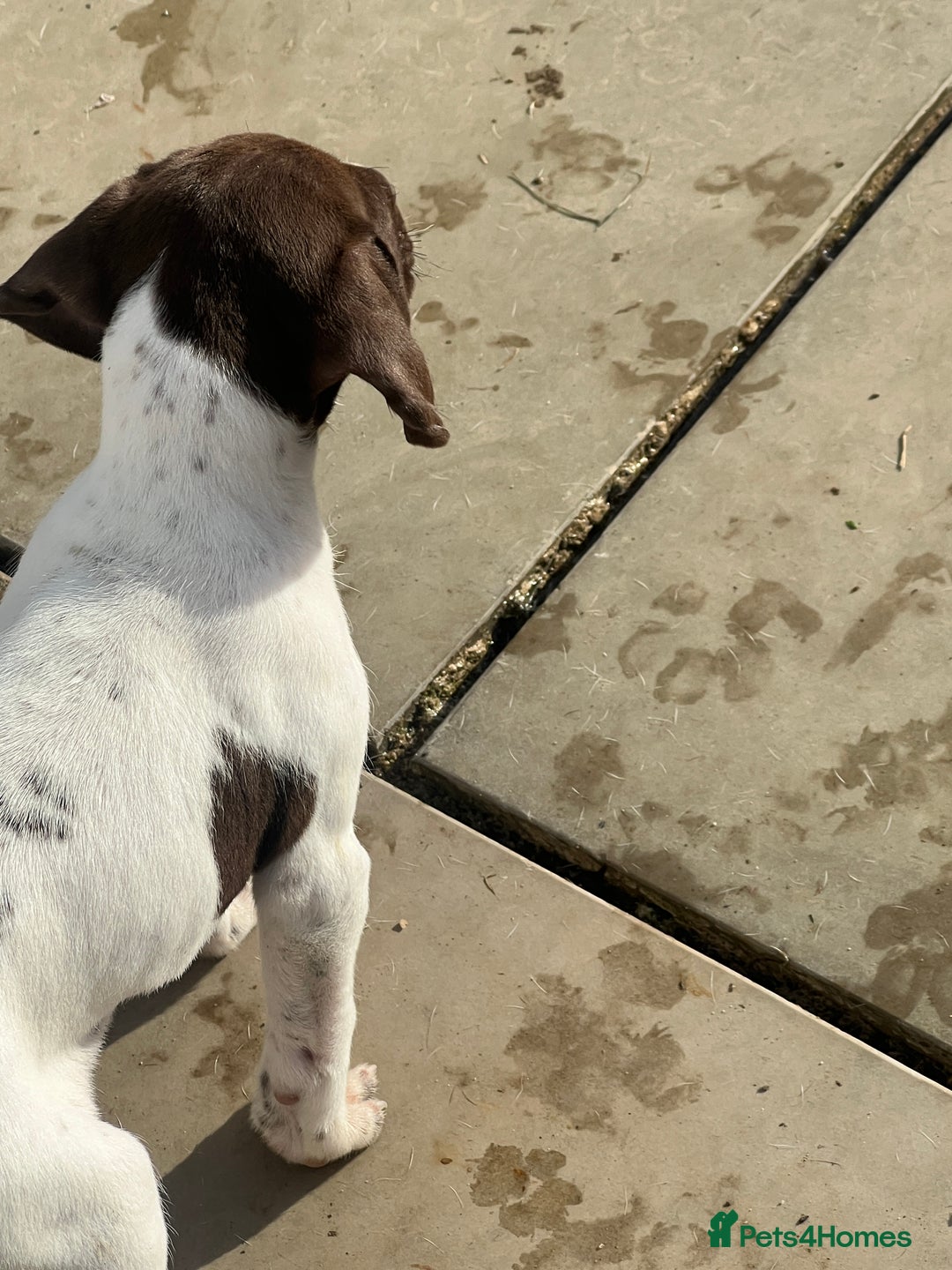 German Shorthaired Pointer dogs for sale: Working GSP puppy’s  - Image 14