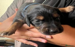 Mixed Breed dogs for sale: Border collie x irish/red setter puppies - Image 7