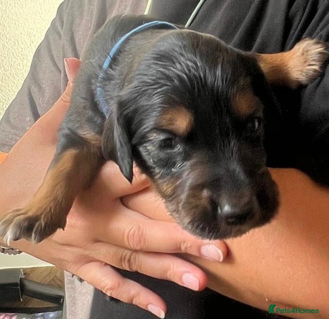 Mixed Breed dogs for sale: Border collie x irish/red setter puppies - Image 7