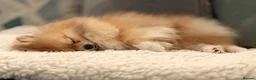 Pomeranian dogs for adoption: Pomeranian • Female • 1 year 10 months • spayed - Advert 3