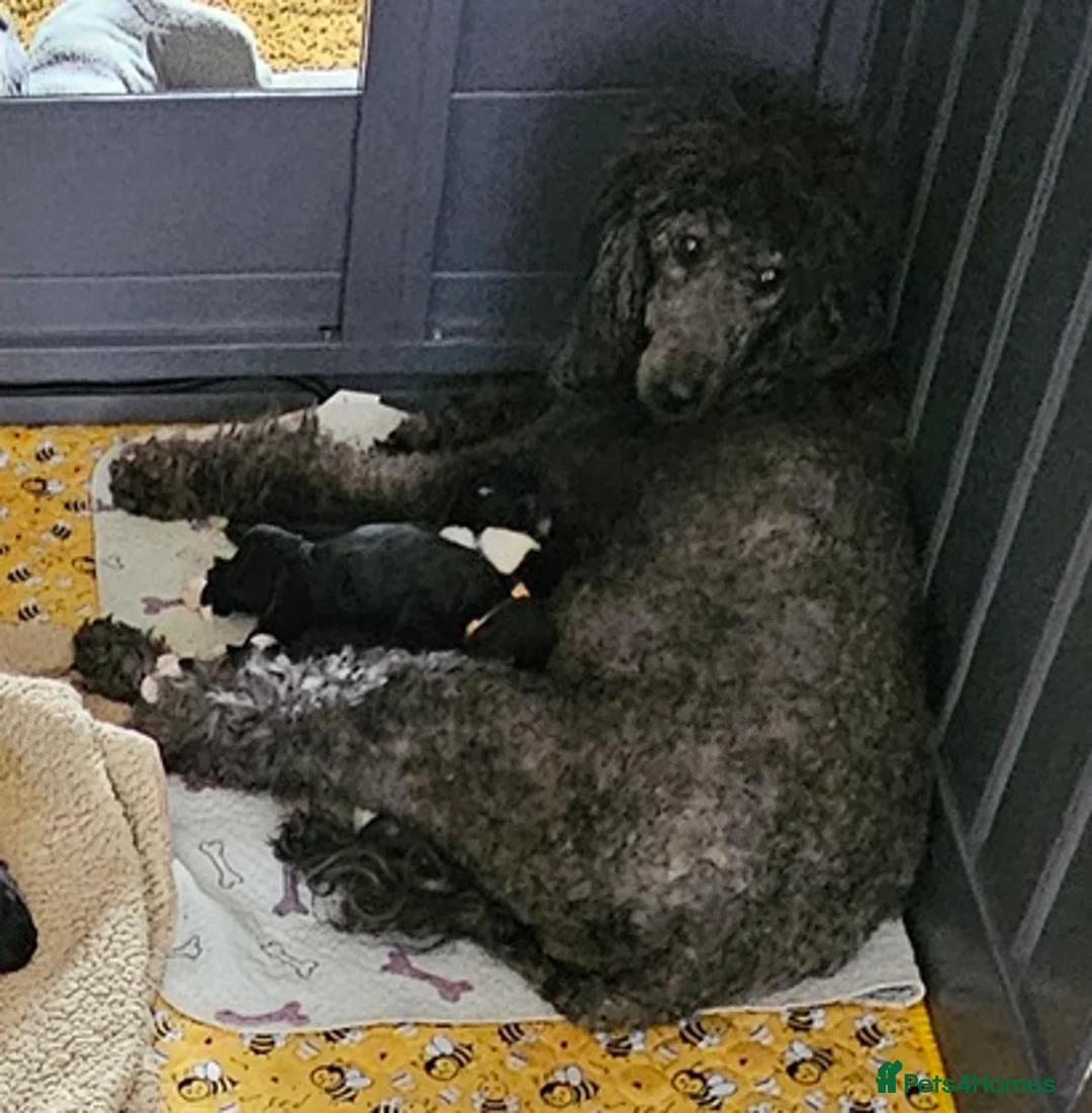 Sheepadoodle dogs for sale: F1 Sheepadoodles Ready  8th April - Advert 1