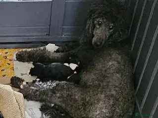 Sheepadoodle dogs for sale: F1 Sheepadoodles Ready 8th April - Advert 1