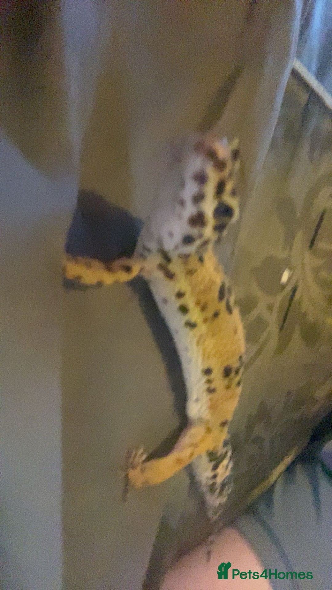 Leopard Gecko reptiles for sale: leopard gecko - Image 3