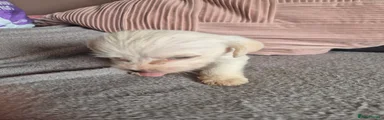 Jackapoo 4