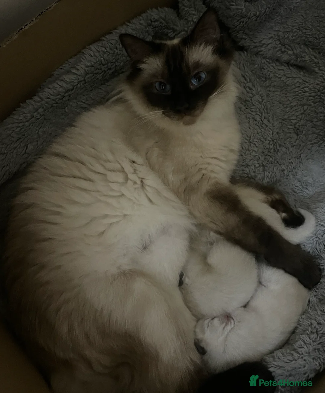 Ragdoll cats for sale: 5 Beautiful full breed Ragdoll Kittens for sale - Advert 1