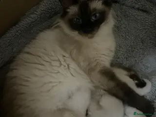 Ragdoll cats 5 Beautiful full breed Ragdoll Kittens for sale - Advert 1