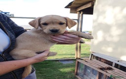 Labrador Retriever dogs for sale: Labrador Puppies  - Image 16
