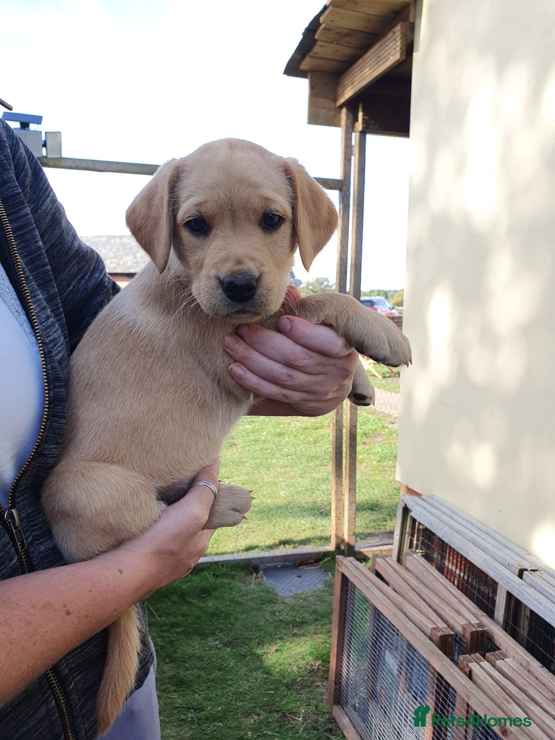 Labrador Retriever dogs for sale: Labrador Puppies  - Image 16
