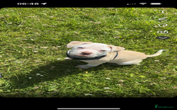 Alapaha Blue Blood Bulldog dogs for sale: Alpha bull dog  - Image 4