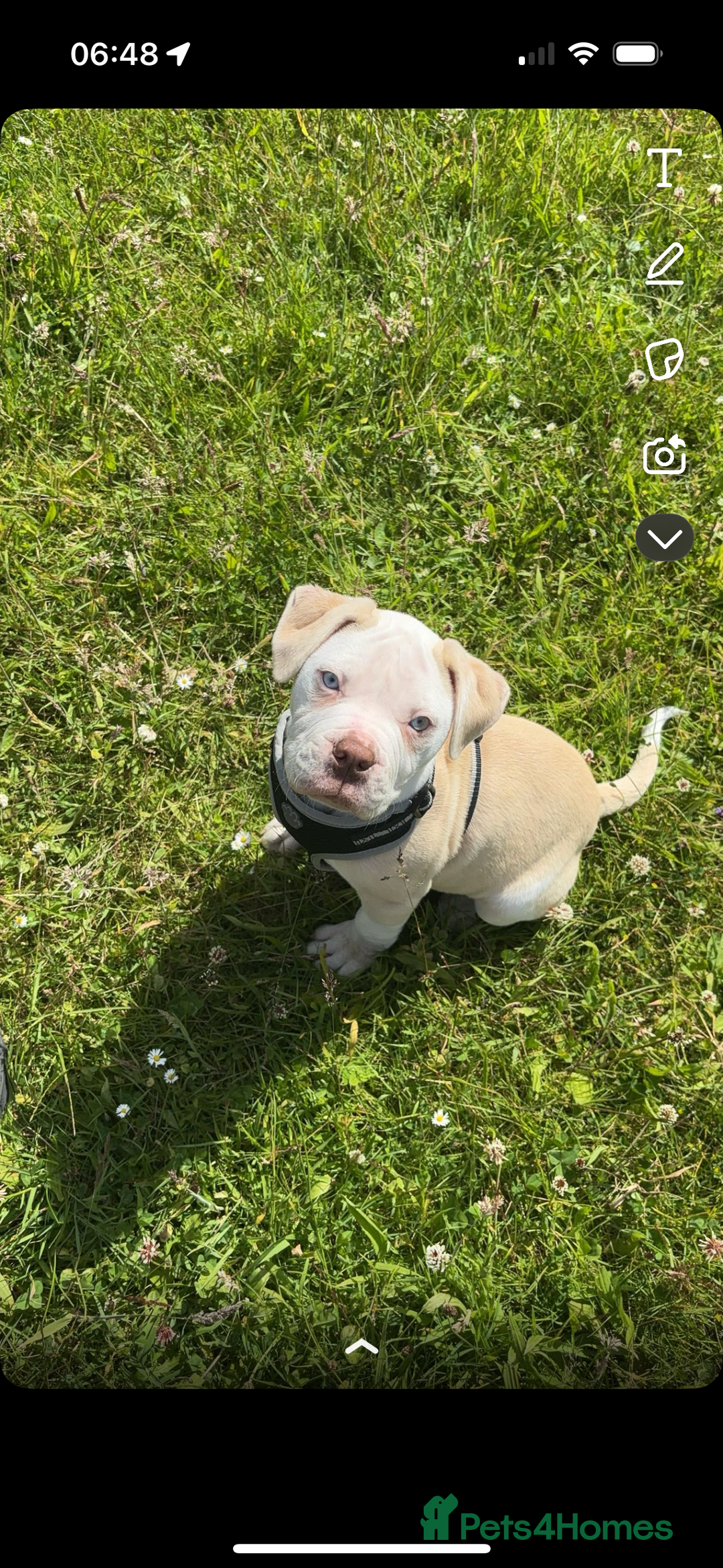 Alapaha Blue Blood Bulldog dogs for sale: Alpha bull dog  - Image 4
