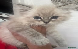 Ragdoll cats for sale: Champion bloodlines Ready for their loving homes - Image 27