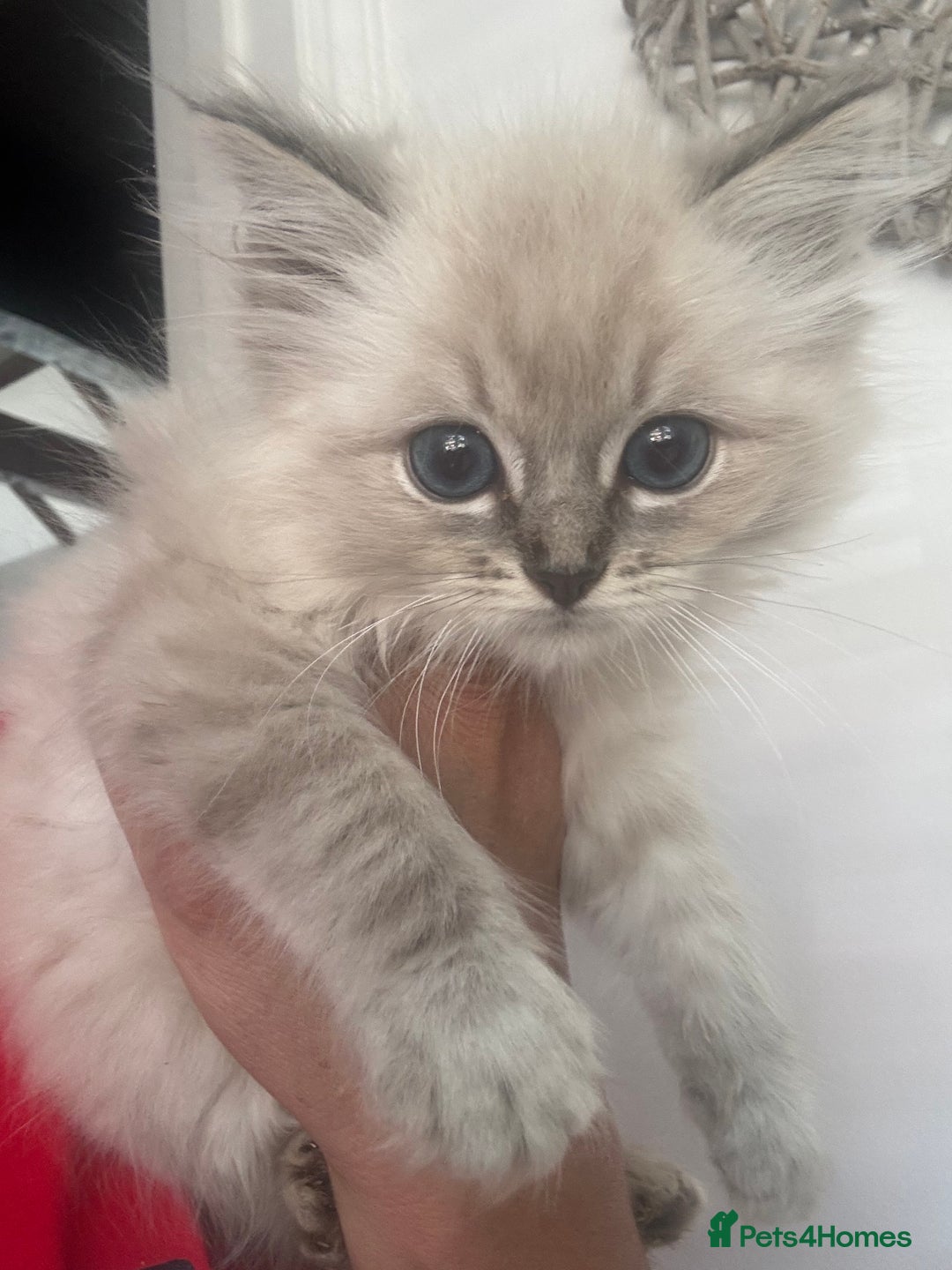 Ragdoll cats for sale: Champion bloodlines Ready for their loving homes - Image 27