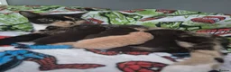 Mixed Breed cats for sale: Sushi's litter  - Advert 1