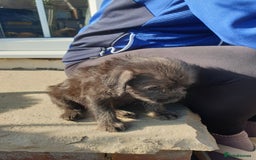 Mixed Breed dogs for sale: Border Terrier x miniature Poodle  - Image 7