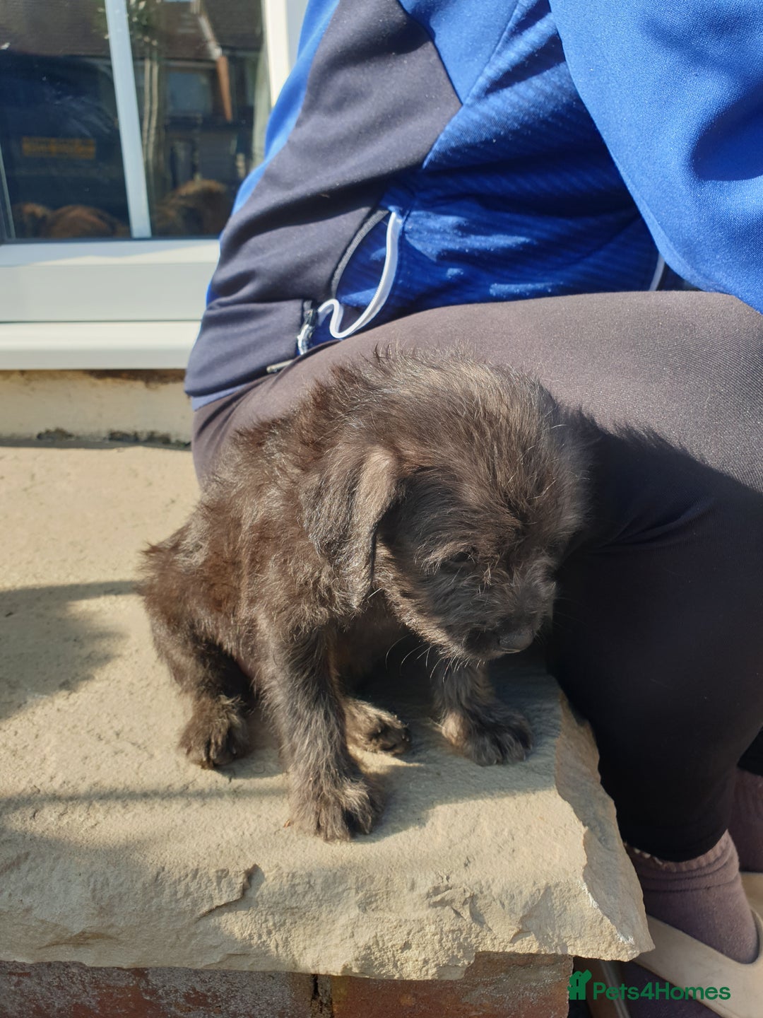 Mixed Breed dogs for sale: Border Terrier x miniature Poodle  - Image 7