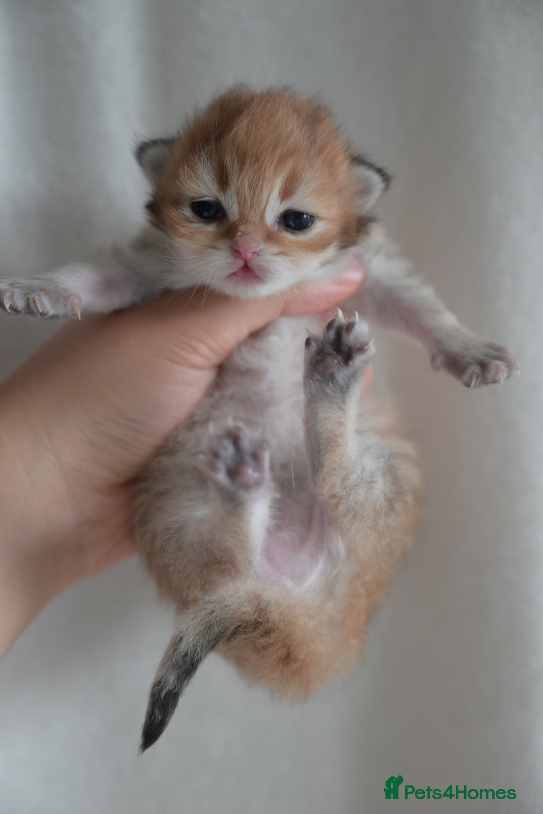 British Shorthair cats for sale: Golden Shaded Kittens WCF & TICA Registered - Image 24