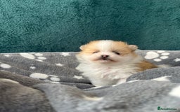 Pomeranian dogs for sale: Fluffy Pomeranian puppies - Image 4