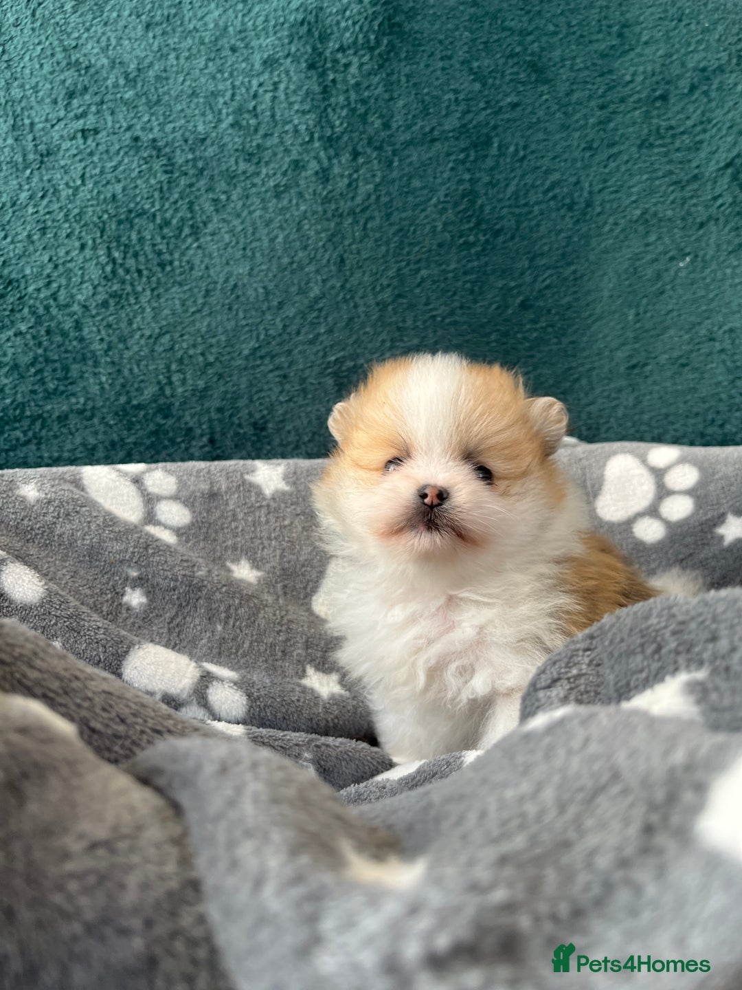 Pomeranian dogs for sale: Fluffy Pomeranian puppies - Image 4