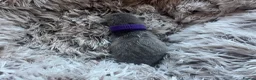 British Shorthair cats for sale: Grand imperial champion parent & grandparents  - Advert 14