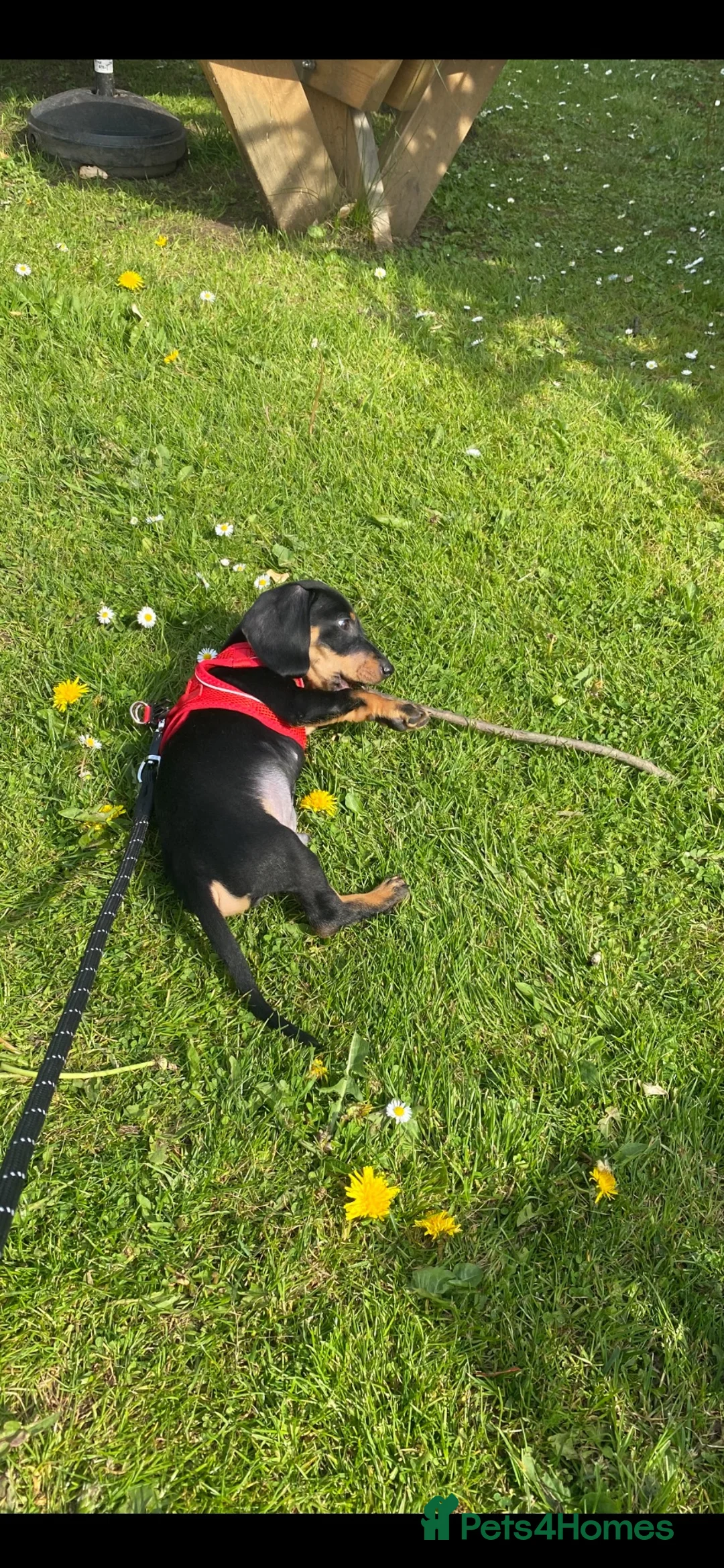 Dachshund dogs for sale: Bruno  in Blackpool - Advert 6