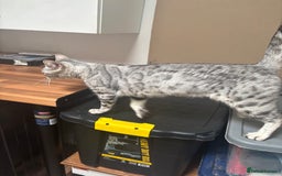 Bengal cats for sale: Beautiful Silver Bengal Girl - Image 5