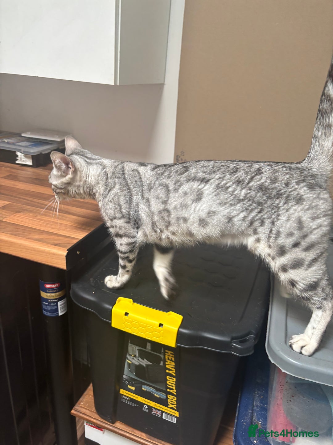 Bengal cats for sale: Beautiful Silver Bengal Girl - Image 5
