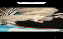 Persian cats for sale: Persian x ragdoll  - Image 1