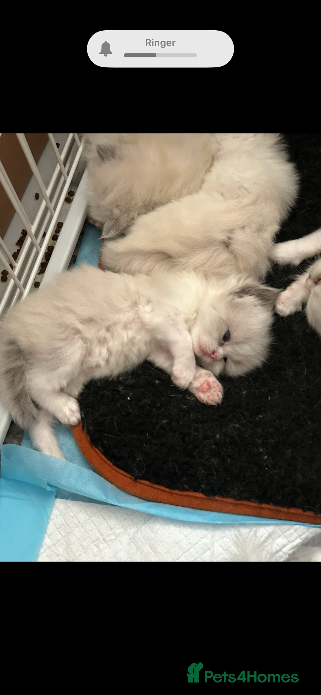 Persian cats for sale: Persian x ragdoll  - Image 1