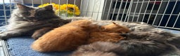 Maine Coon cats for sale: Beautiful maincoon kittens ready now  - Advert 1