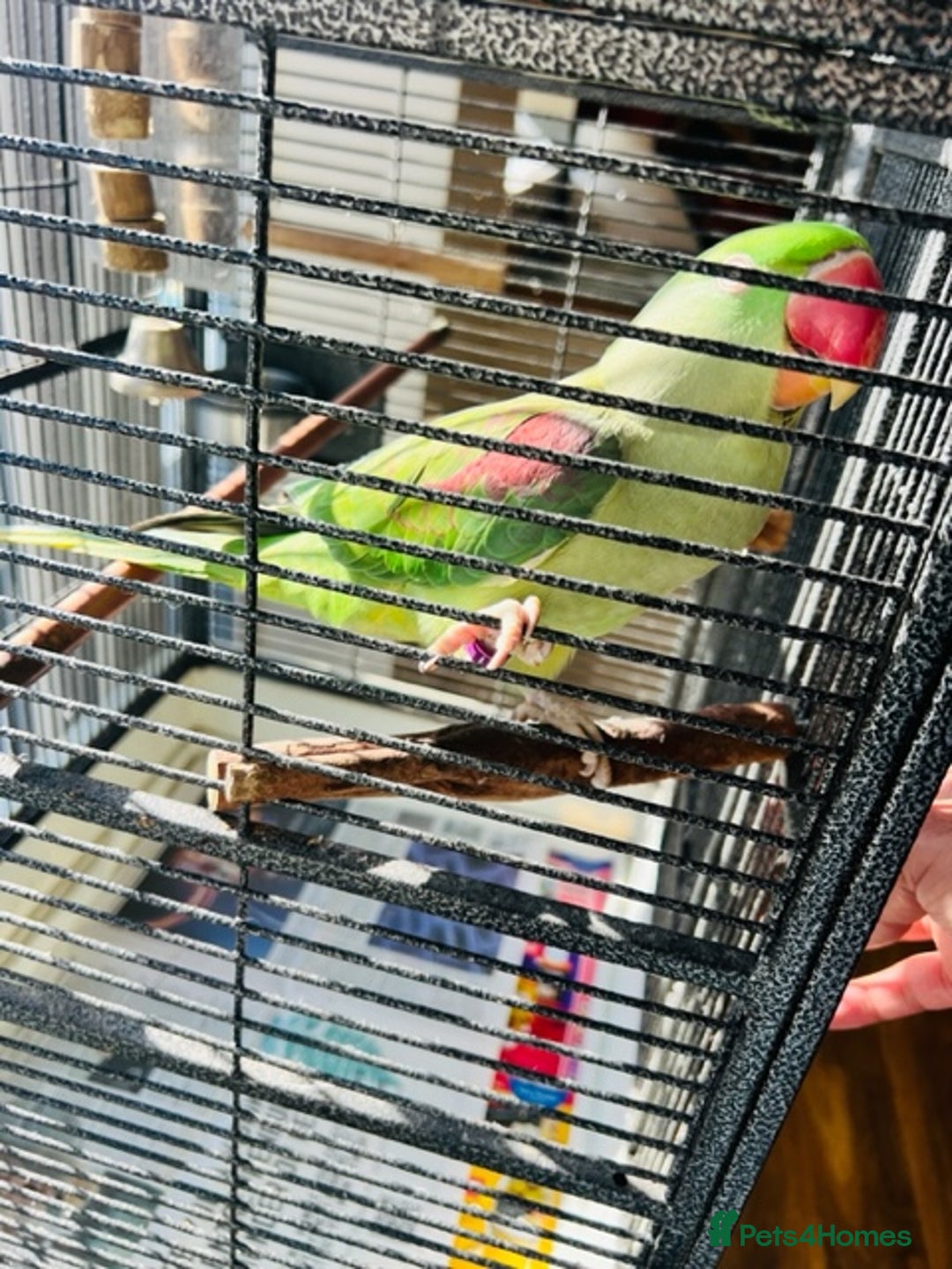 Parrots birds for sale: Alexandrine Friendly Talking parrot - Image 3