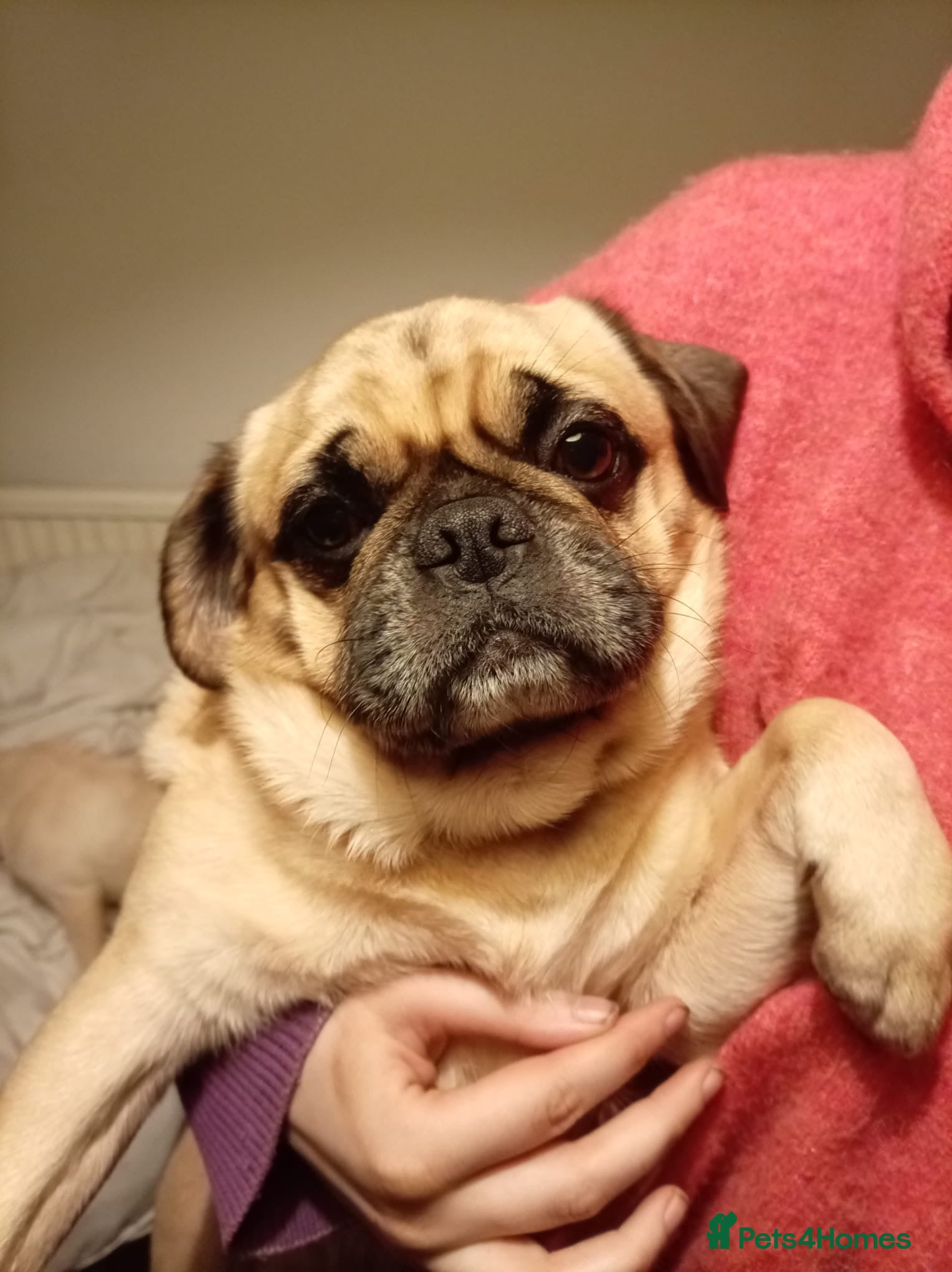 Pug dogs Pug need to rehome ASAP - Advert 2