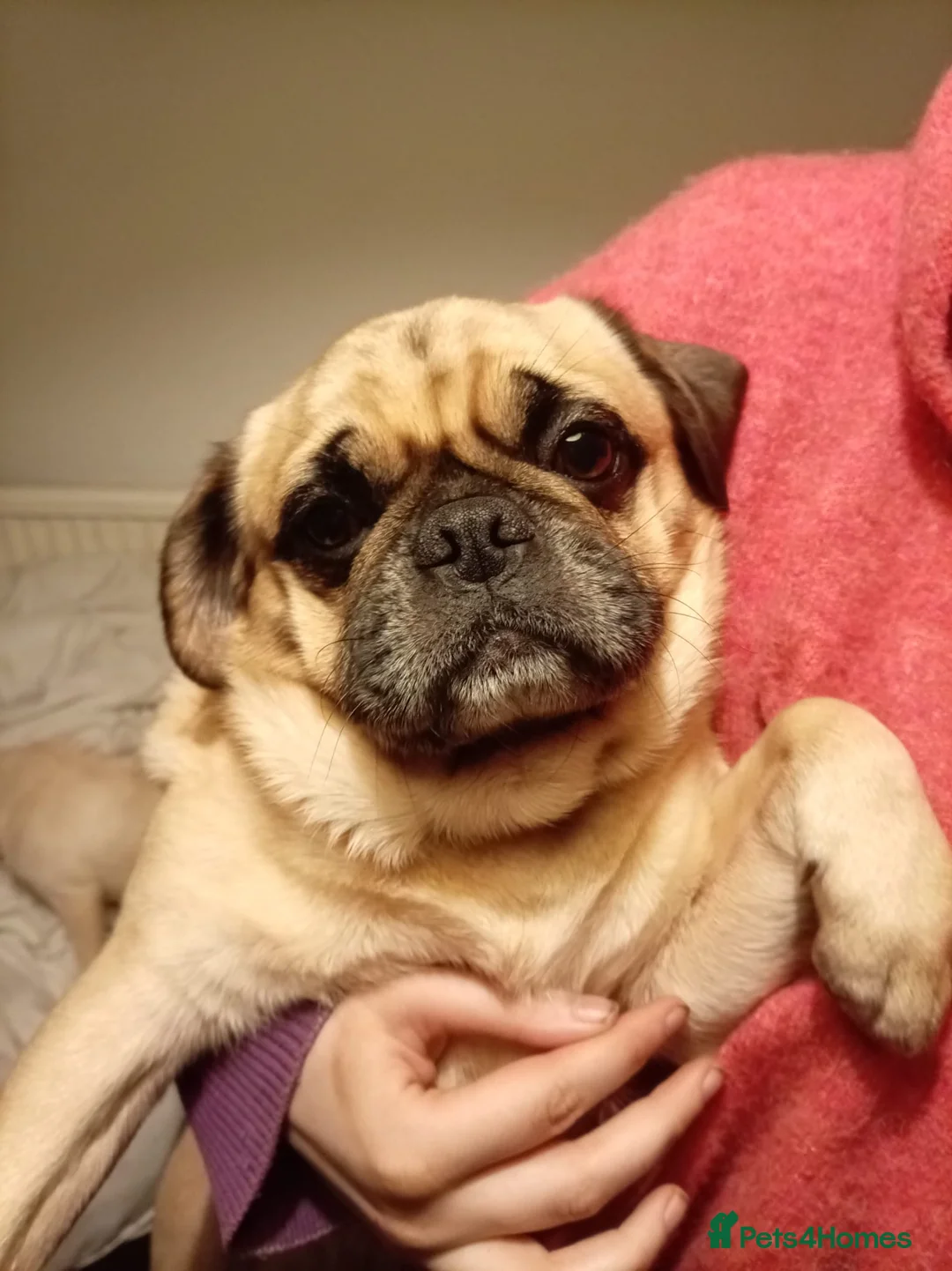 Pug dogs for sale: Pug need to rehome ASAP in Oldham - Advert 1