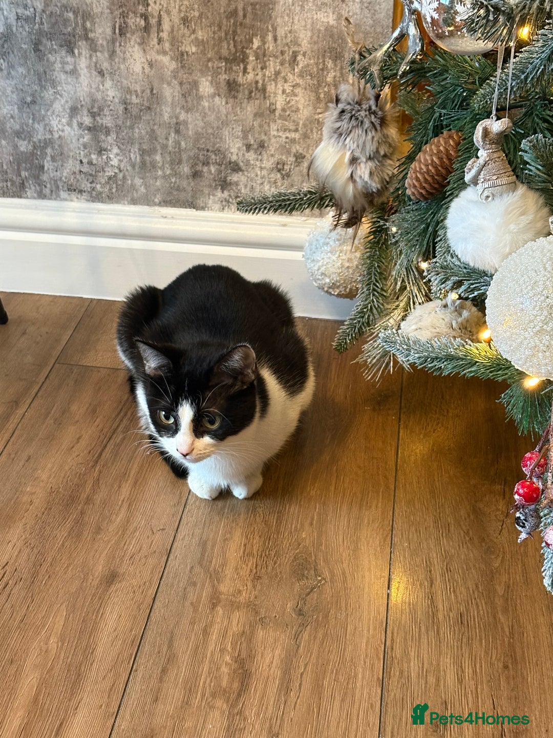 Ragdoll cats for sale: 2 male kittens for sale ready now  - Advert 1