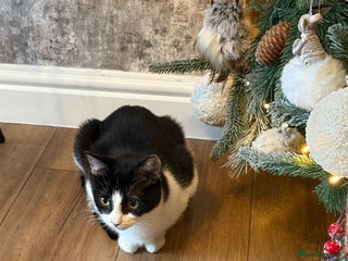 Ragdoll cats 2 male kittens for sale ready now - Advert 1