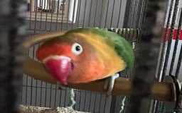 Lovebirds birds for sale: Bonded lovebirds - Image 2