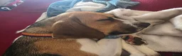 Mixed Breed dogs for sale: Amazing loyal beagle - Advert 10
