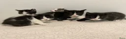 Domestic Shorthair cats for sale: 4 Beautiful Kittens Ready for their Forever Homes - Advert 39