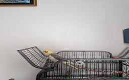 Cockatiels birds for sale: Cockatiel female 3 yrs old. Prefers out of cage. - Image 8