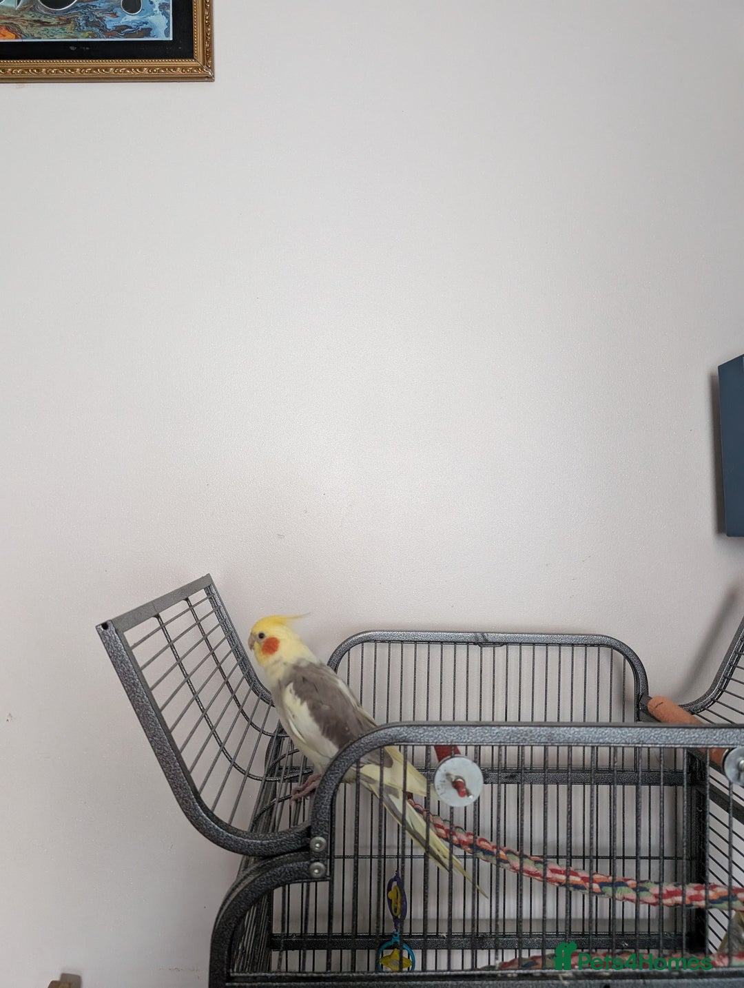 Cockatiels birds for sale: Cockatiel female 3 yrs old. Prefers out of cage. - Image 8