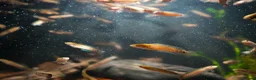 Other/Mixed Breed fish for sale: Red Chinese Snakehead - Advert 20