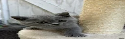 British Shorthair cats for sale: SOLD Only one Purebred Britishshorthair girls  - Advert 2
