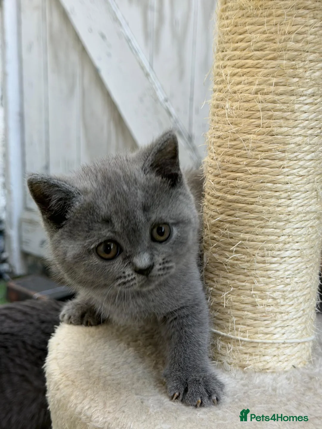 British Shorthair cats for sale: SOLD Only one Purebred Britishshorthair girls  - Advert 2