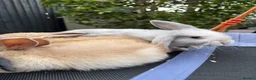 Mini Lop rabbits for sale: Pure breed Mini Lops - Advert 3