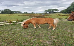 Shetland pony horses for sale: Beautiful 7h Mini shetland Gelding  - Image 11