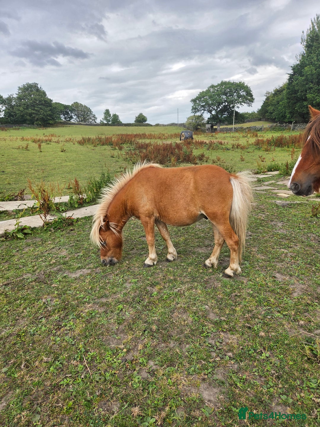 Shetland pony horses for sale: Beautiful 7h Mini shetland Gelding  - Image 11
