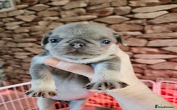Pug dogs for sale: Lilac and tan - Advert 3