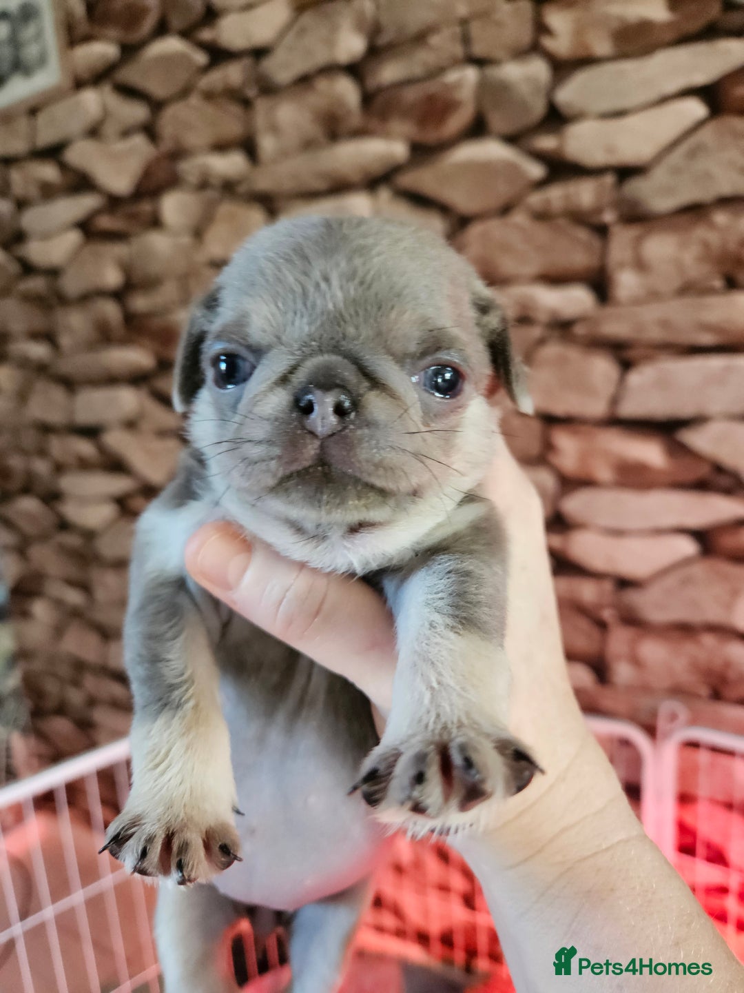 Pug dogs for sale: Lilac and tan - Advert 3