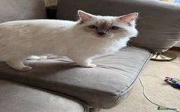 Ragdoll cats for sale: Rare Ragdoll Kitten - Image 4